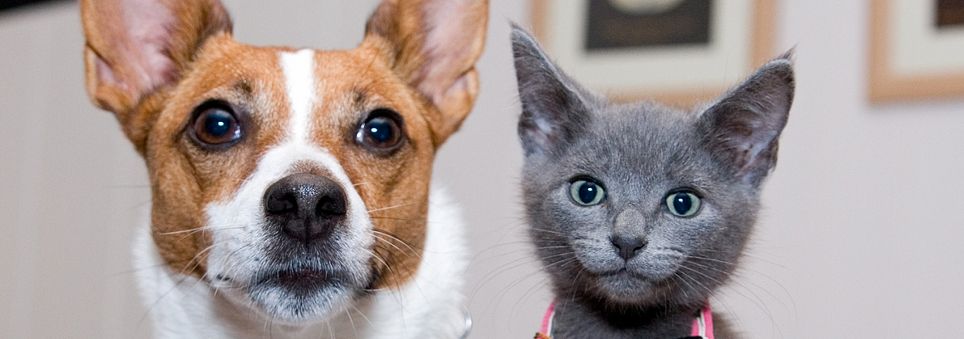 Grey Kitten Sitting By Jack Russell Terrier