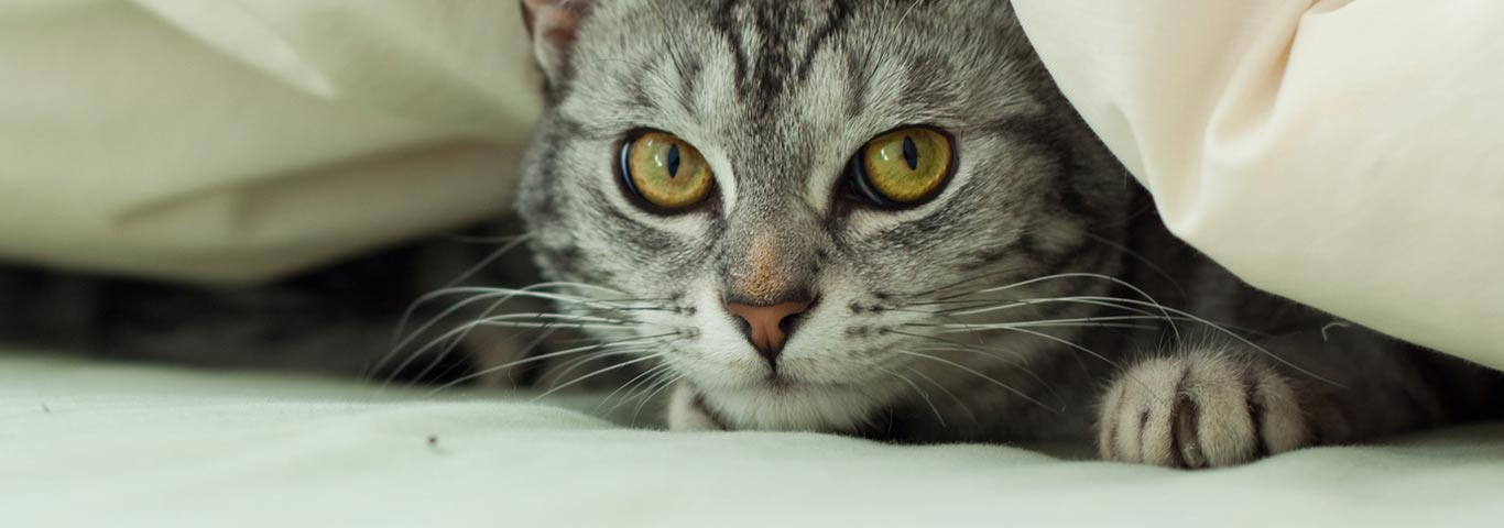 Preparing Your Nervous Cat for Gatherings in Your Home | Hill's Pet