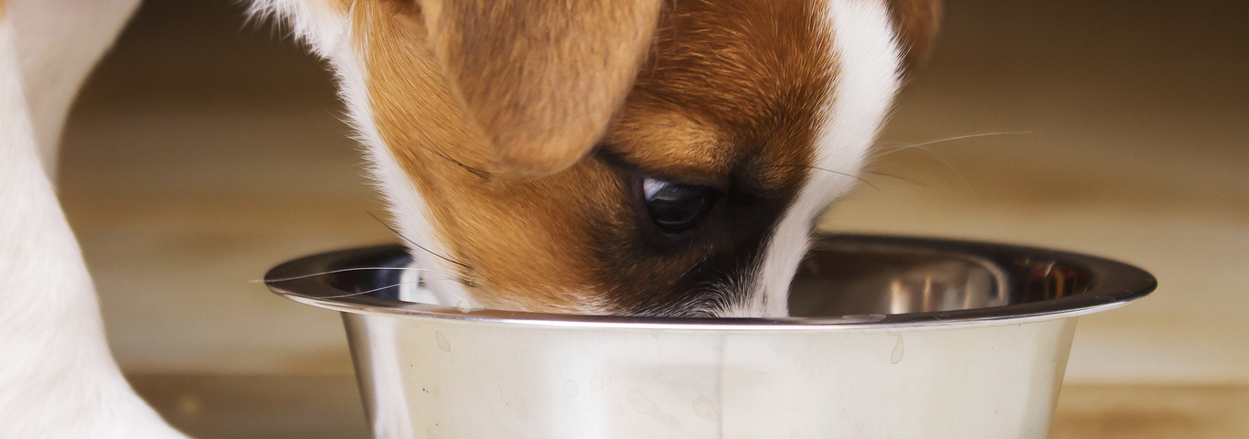 Little Puppy Who Is Drinking In A Bowl