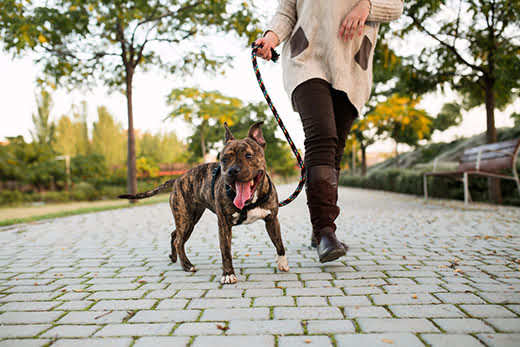 low view of an anonymous woman walking a dog at a park
