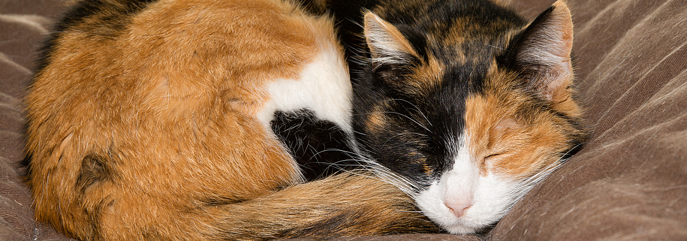 Old calico cat sleeping peacefully in a soft bed in front of a window