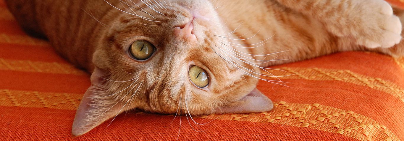 10 Clever Ways Cats Wake Up Their Owners | Hill's Pet