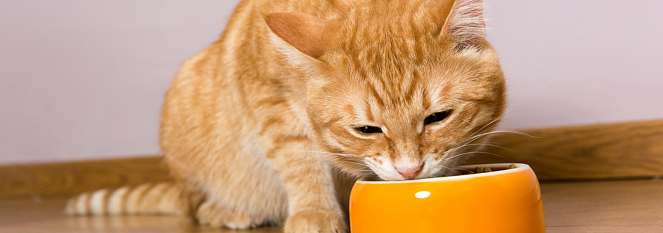 Red Cat And Bowl Of Dry Food