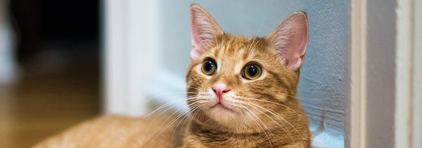 Do Cats Know Their Names? | Hill's Pet
