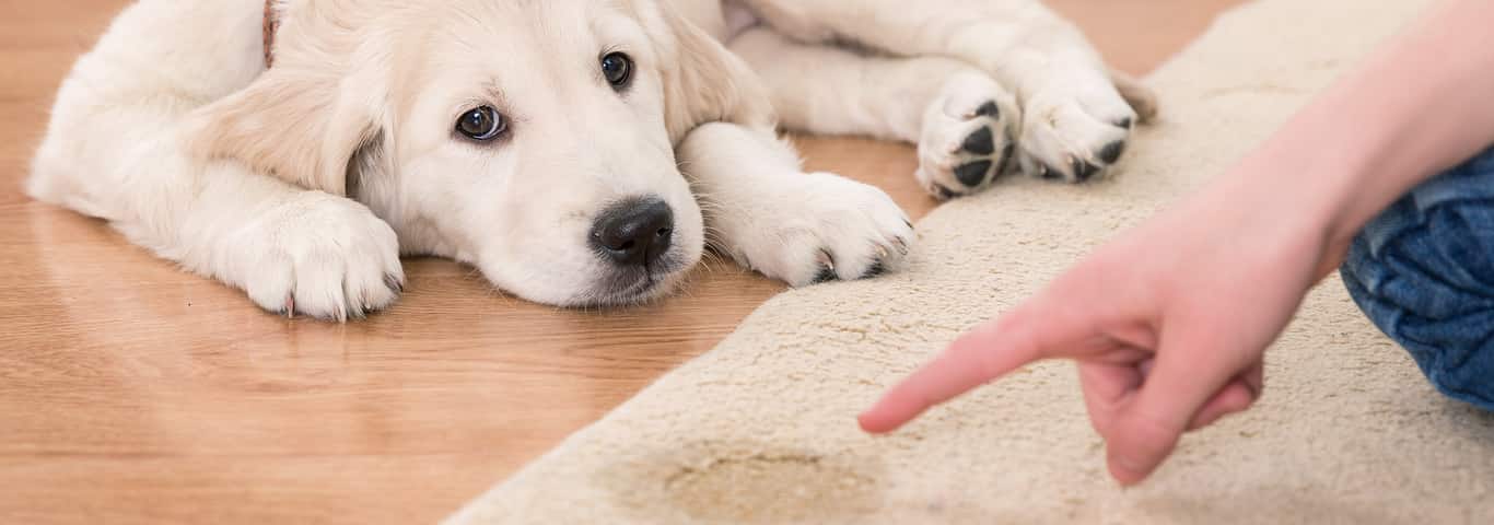 house training of guilty puppy