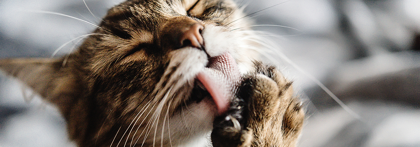 Polydactyl Cats: A Curious Kitty from Head to Toe | Hill's Pet
