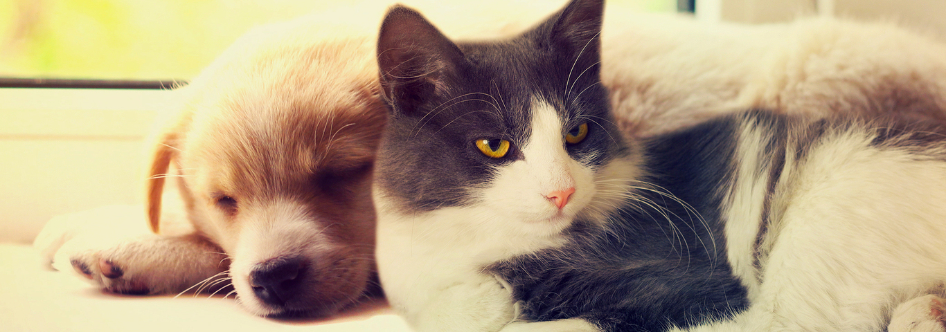 Cat And Dog
