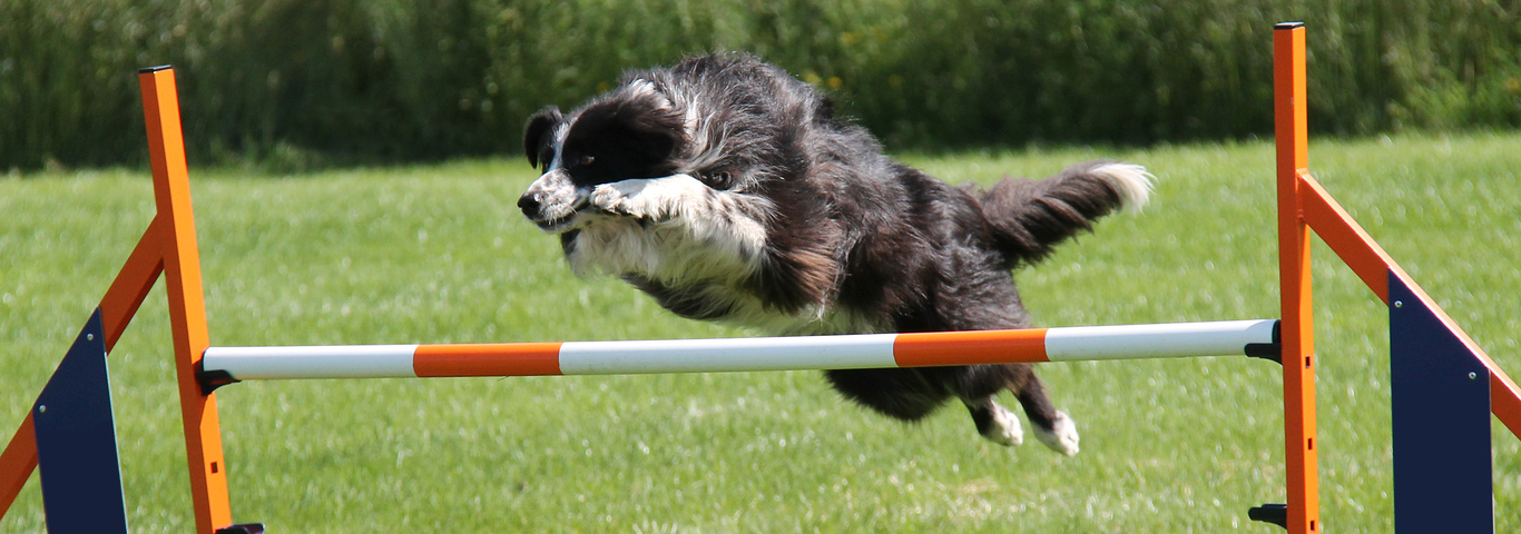 Dog Leaping.