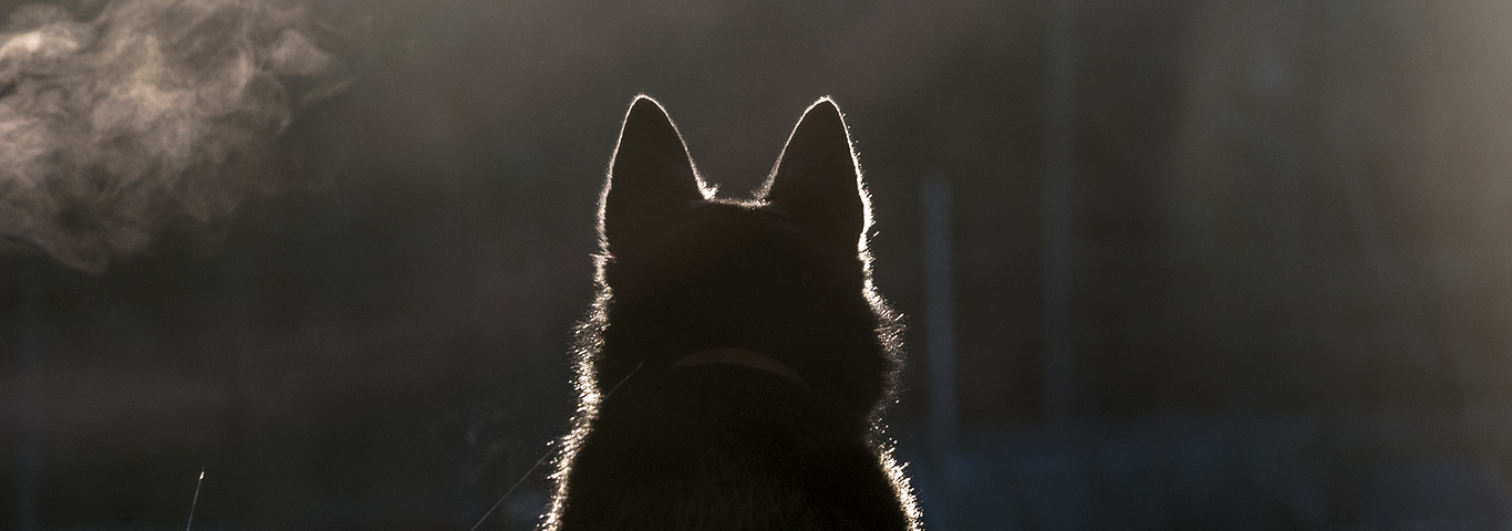 dog sitting on hill