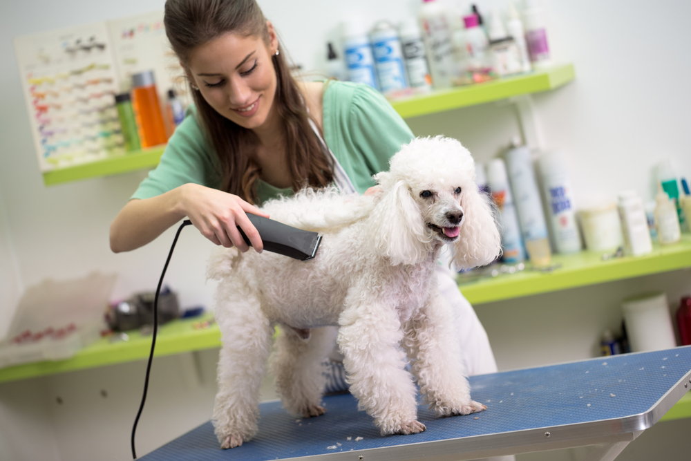 smiling woman haircut white poodle in hair service