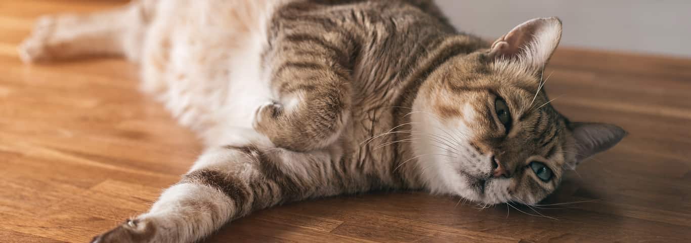 fat tabby cat sleep on the table indoor