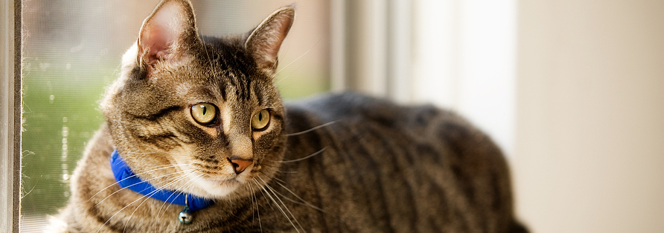 Window Cat