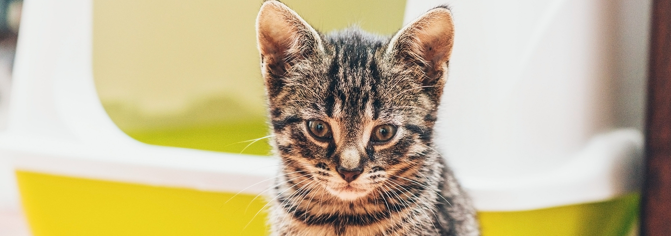 Tabby kitten with head bowed sits in front of a yellow enclosed litter box.