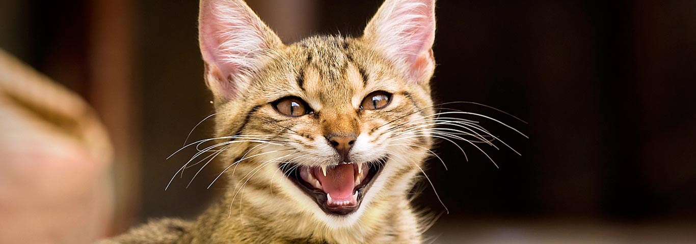 Five Cat Sounds & What They Mean | Hill's Pet