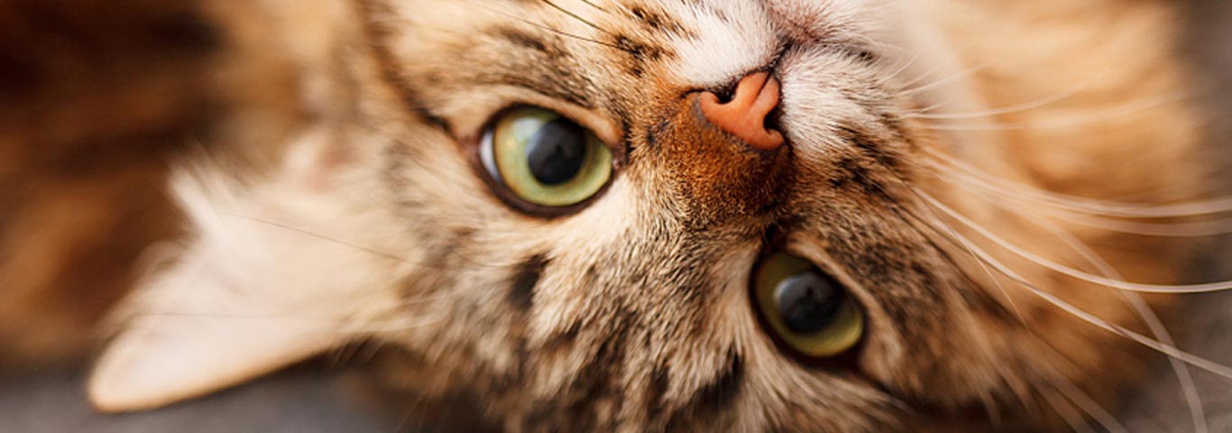 How Your Needy Cat Shows She Wants Attention| Hill's Pet