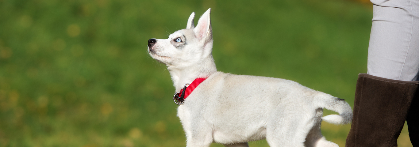 adorable siberian husky puppy outdoors in autumn