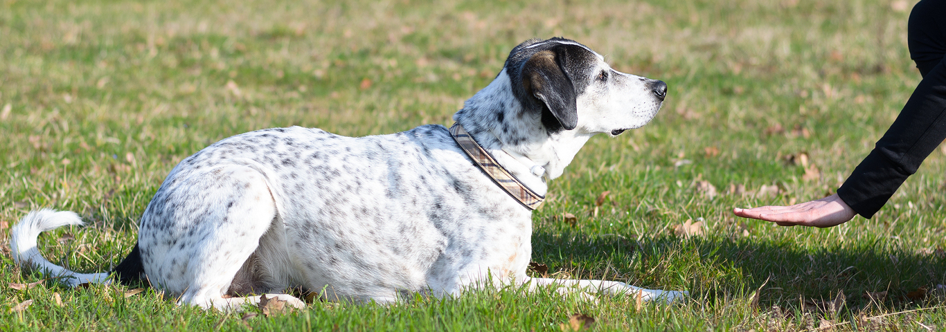 Intelligent Dog Learning A Stay Command
