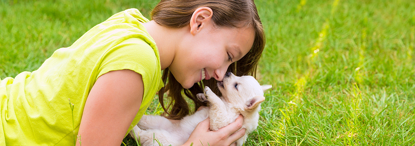 kid girl and puppy dog happy playing with chihuahua  pet lying in backyard lawn