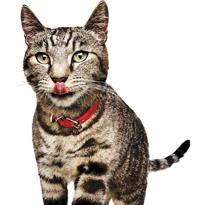 image of cat licking lips