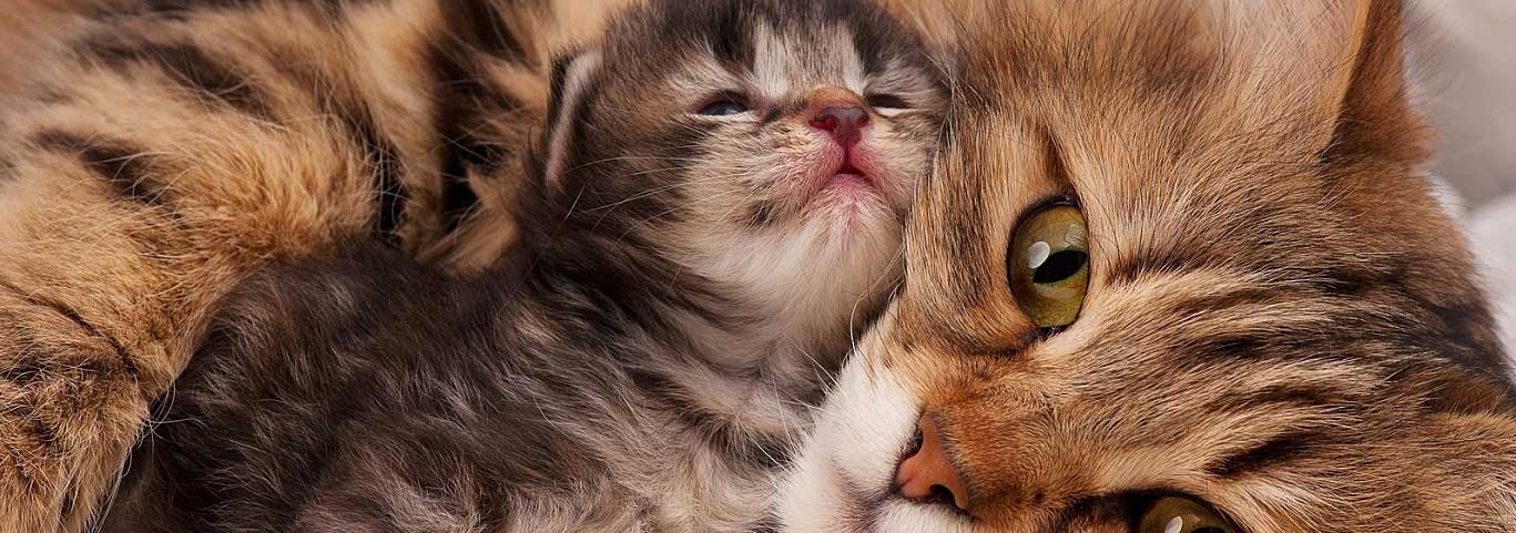 Siberian cat