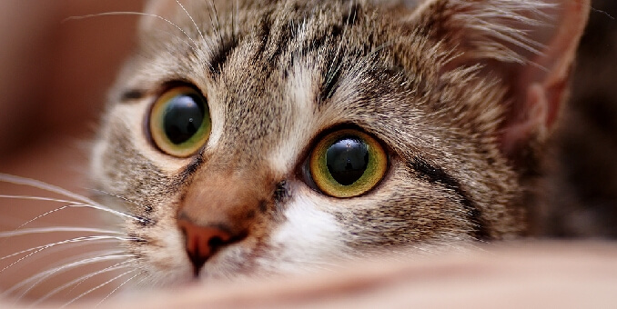 Does My Cat Hate Me? | Hill's Pet