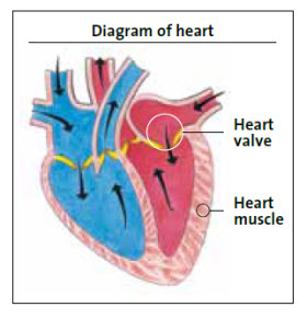 Diagram of heart