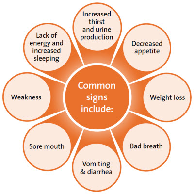 Common signs of dental disease