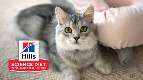 Science Diet Cat