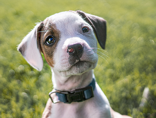 Hill’s Science Plan and Prescription Diet Dry Pet Food