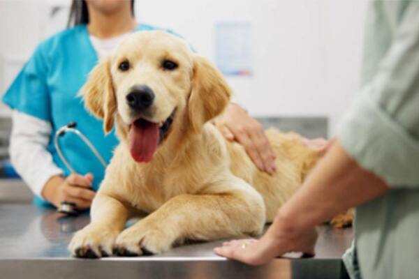 A dog at a vet clinic