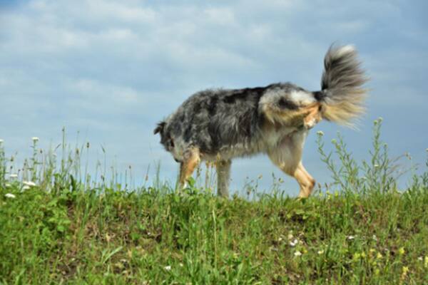 A dog posturing to pee outdoors