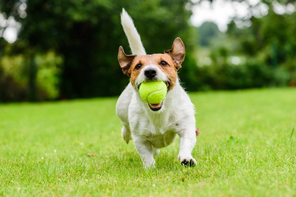 Dog playing with ball