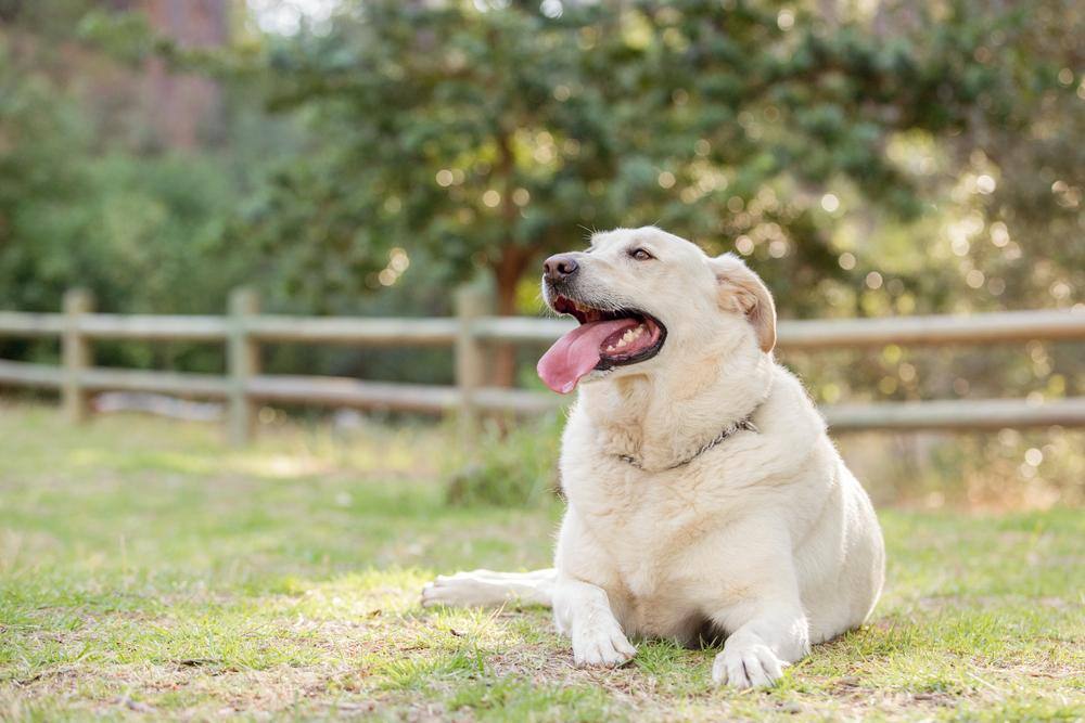 obese dog sitting and panting